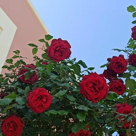 Androniki فيسكاردو